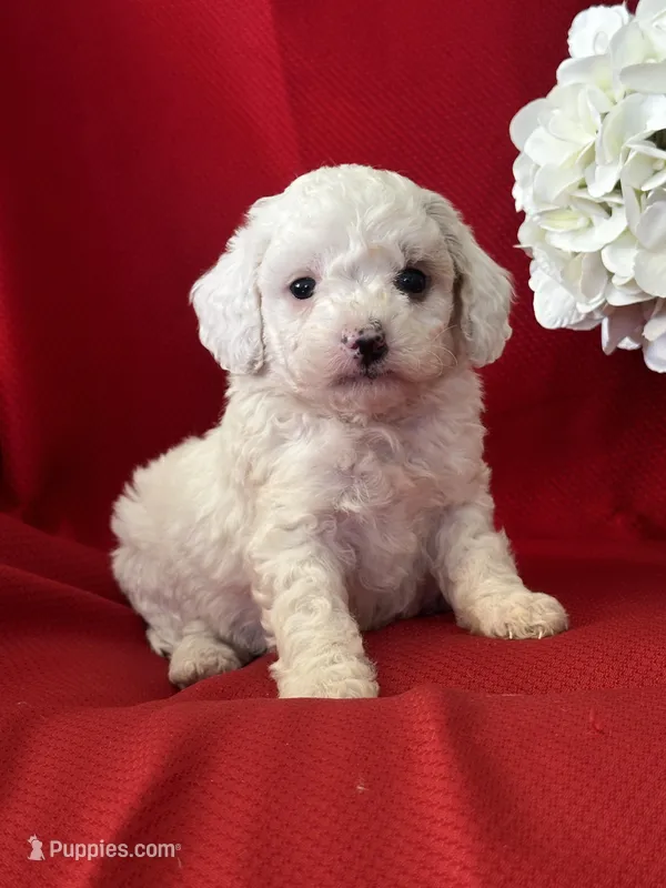 Tanner Poo, a male Poodle - Toy  for sale in Mayslick, KY – Photo 1 of 6