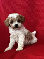 Tucker Poo, a male Poodle - Toy  for sale in Mayslick, KY – Photo 9 of 9