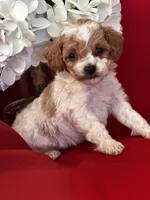Tucker Poo, a male Poodle - Toy  for sale in Mayslick, KY – Photo 5 of 9