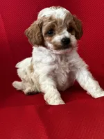 Tucker Poo, a male Poodle - Toy  for sale in Mayslick, KY – Photo 4 of 9