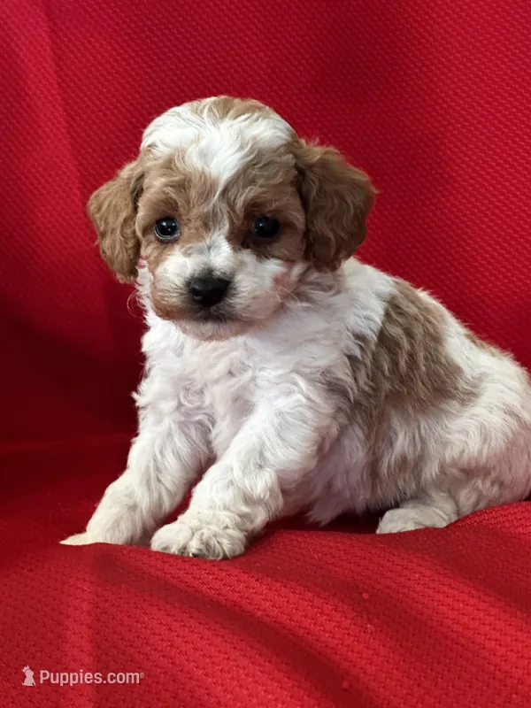 AKC Tucker Poo – Poodle - Toy  puppy for sale in Mayslick, KY
