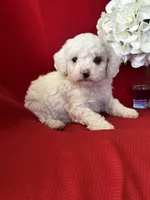 Tanner Poo, a male Poodle - Toy  for sale in Mayslick, KY – Photo 5 of 6