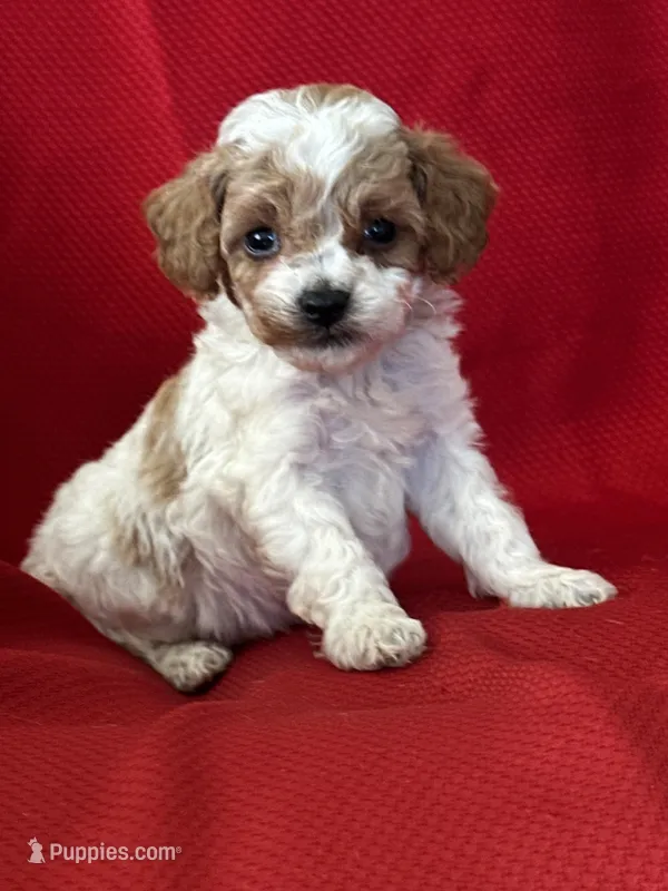 Tucker Poo – Poodle - Toy  puppy for sale in Mayslick, KY