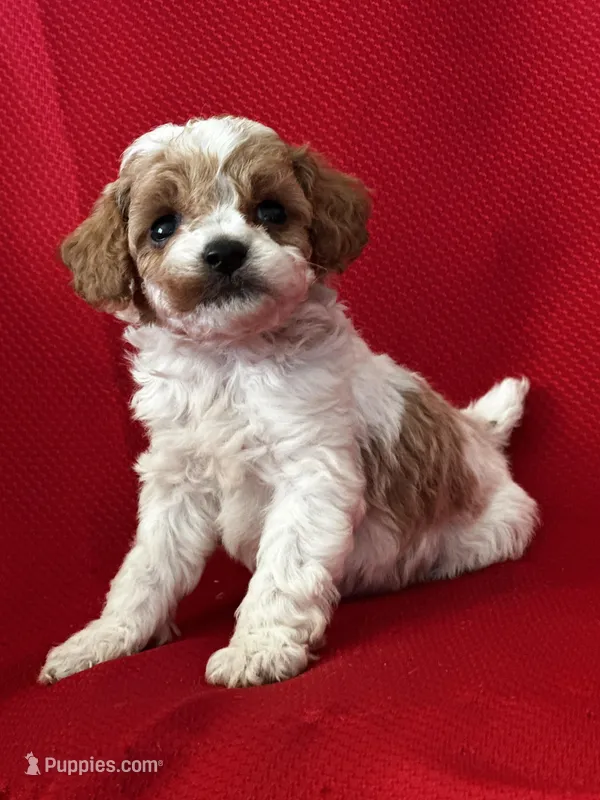 AKC Tucker Poo – Poodle - Toy  puppy for sale in Mayslick, KY