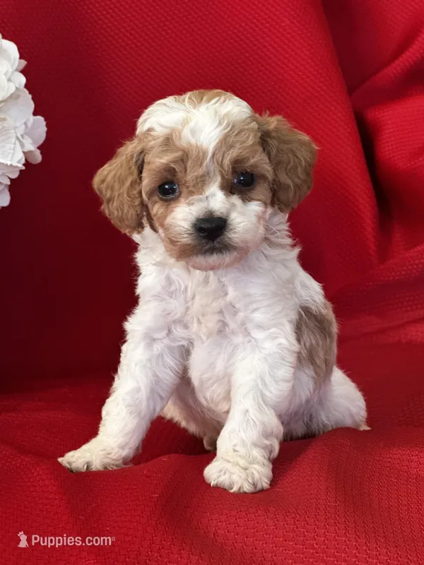 AKC Tucker Poo – Poodle - Toy  puppy for sale in Mayslick, KY