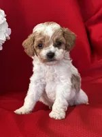 Tucker Poo, a male Poodle - Toy  for sale in Mayslick, KY – Photo 7 of 9