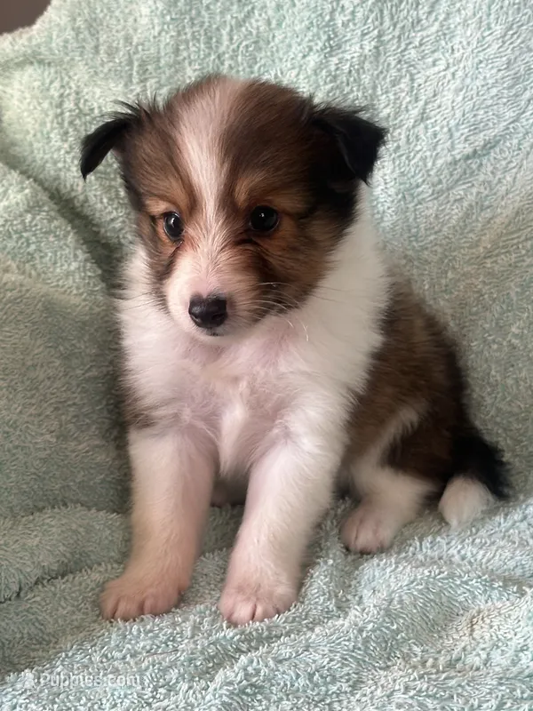 Shadow – Shetland Sheepdog puppy for sale in Mayslick, KY