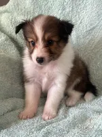 AKC Shadow, a male Shetland Sheepdog for sale in Mayslick, KY – 2 of 10