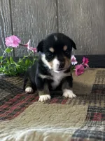 Paige, a female Pembroke Welsh Corgi for sale in Mayslick, KY – 8 of 8