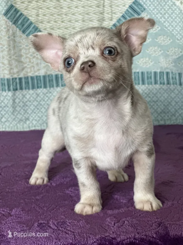 AKC Cain – Chihuahua puppy for sale in Mayslick, KY