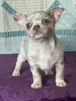 AKC Cain, a female Chihuahua for sale in Mayslick, KY – 7 of 9