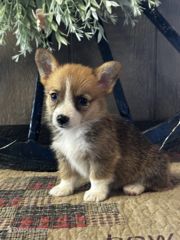 Precious – Pembroke Welsh Corgi puppy for sale in Mayslick, KY