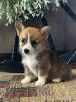 Precious, a female Pembroke Welsh Corgi for sale in Mayslick, KY – 2 of 10