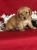 Duke, a male Miniature Dachshund for sale in Mayslick, KY – 7 of 8