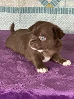Chuck, a male Chihuahua for sale in Mayslick, KY – 6 of 9