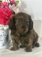 Dasher (long-haired), a male Miniature Dachshund for sale in Mayslick, KY – 7 of 10