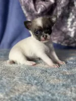 Candy, a female Chihuahua for sale in Mayslick, KY – 4 of 7