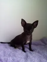 Camille, a female Chihuahua for sale in Mayslick, KY – 1 of 9