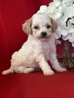 Trevor Poo, a male Poodle - Toy  for sale in Mayslick, KY – Photo 7 of 9