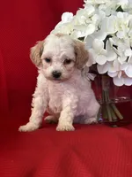 Trevor Poo, a male Poodle - Toy  for sale in Mayslick, KY – Photo 5 of 9