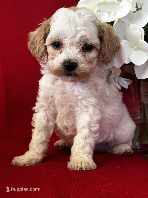 AKC Trevor Poo – Poodle - Toy  puppy for sale in Mayslick, KY