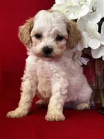 Trevor Poo, a male Poodle - Toy  for sale in Mayslick, KY – Photo 4 of 9