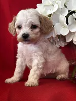 Trevor Poo, a male Poodle - Toy  for sale in Mayslick, KY – Photo 6 of 9