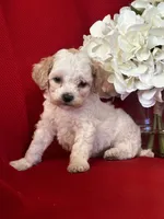 Trevor Poo, a male Poodle - Toy  for sale in Mayslick, KY – Photo 2 of 9