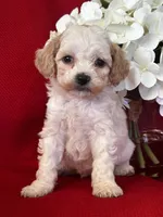 Trevor Poo, a male Poodle - Toy  for sale in Mayslick, KY – Photo 9 of 9