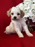 Trevor Poo, a male Poodle - Toy  for sale in Mayslick, KY – Photo 3 of 9