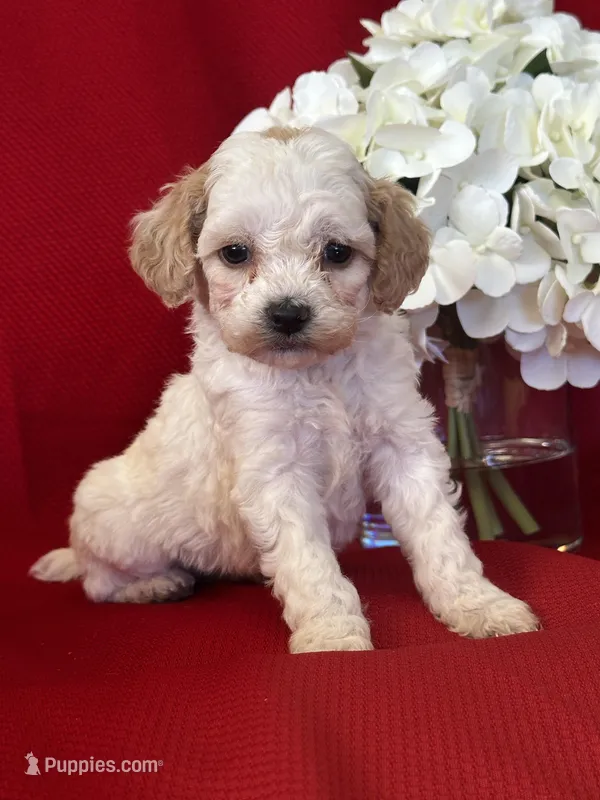 Trevor Poo – Poodle - Toy  puppy for sale in Mayslick, KY