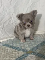 AKC Carson, a male Chihuahua for sale in Mayslick, KY – 3 of 10