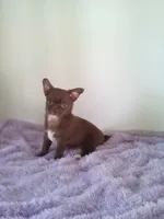 AKC Corbin, a male Chihuahua for sale in Mayslick, KY – 5 of 10