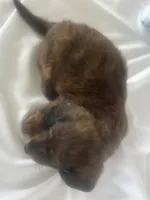 Dasher (long-haired), a male Miniature Dachshund for sale in Mayslick, KY – 5 of 10