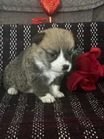 Prada, a female Pembroke Welsh Corgi for sale in Mayslick, KY – Photo 3 of 8