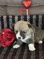 Prada, a female Pembroke Welsh Corgi for sale in Mayslick, KY – Photo 6 of 8