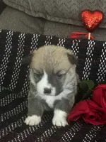 Prada, a female Pembroke Welsh Corgi for sale in Mayslick, KY – Photo 4 of 8