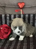 Prada, a female Pembroke Welsh Corgi for sale in Mayslick, KY – Photo 5 of 8