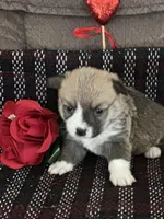 Prada, a female Pembroke Welsh Corgi for sale in Mayslick, KY – Photo 7 of 8