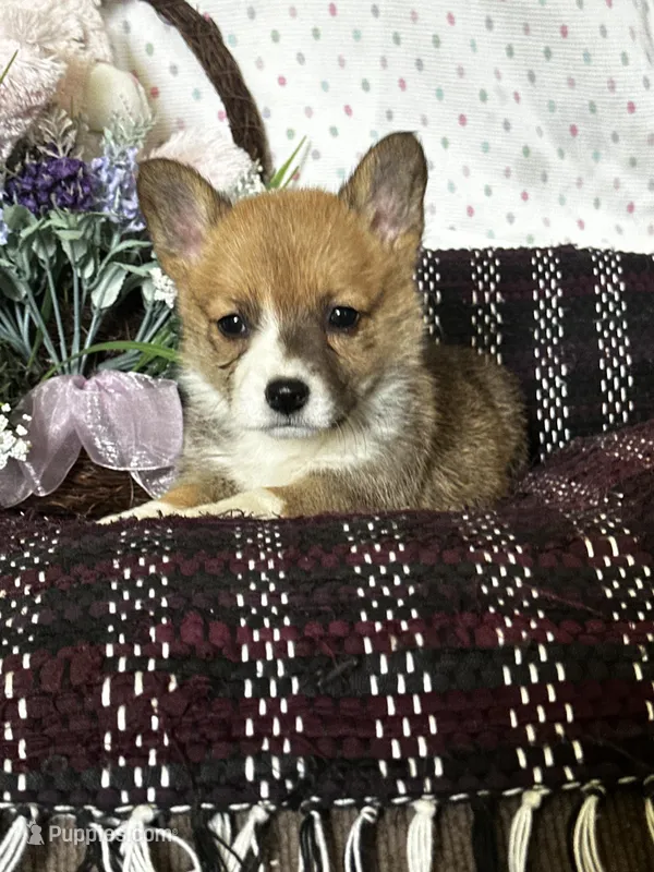 Prada – Pembroke Welsh Corgi puppy for sale in Mayslick, KY