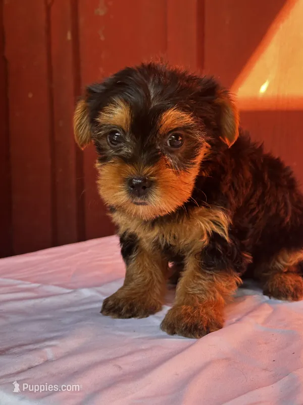 Yvonne – Yorkshire Terrier puppy for sale in Mayslick, KY