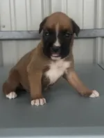 Brock, a male Boxer for sale in Mayslick, KY – 5 of 7