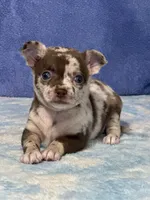 Cocoa, a female Chihuahua for sale in Mayslick, KY – 3 of 9
