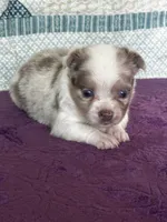 CKC Claudia, a female Chihuahua for sale in Mayslick, KY – 5 of 10