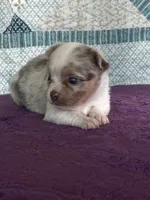 CKC Claudia, a female Chihuahua for sale in Mayslick, KY – 4 of 10