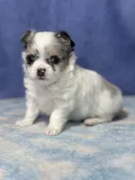 CKC Cloudy, a male Chihuahua for sale in Mayslick, KY – 3 of 10