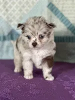 AKC Carla, a female Chihuahua for sale in Mayslick, KY – 3 of 9
