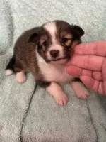 Shiloh, a male Shetland Sheepdog for sale in Mayslick, KY – 4 of 6