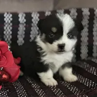 AKC Primrose, a female Pembroke Welsh Corgi for sale in Mayslick, KY – Photo 8 of 10