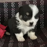 AKC Primrose, a female Pembroke Welsh Corgi for sale in Mayslick, KY – Photo 10 of 10